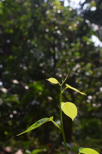 Free Bokeh Leaf photo and picture