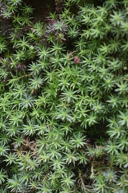 Free Green Landscape photo and picture