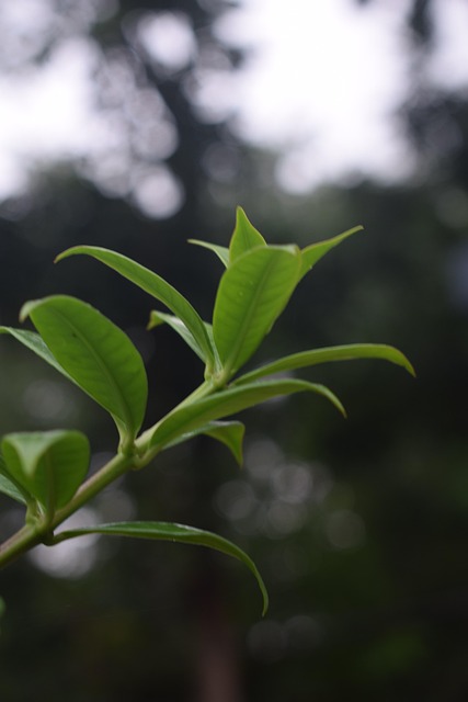 Free Green Leaf photo and picture