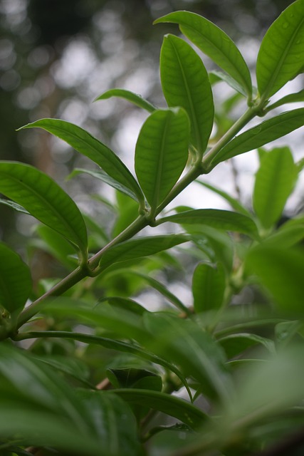 Free Leaves Green photo and picture