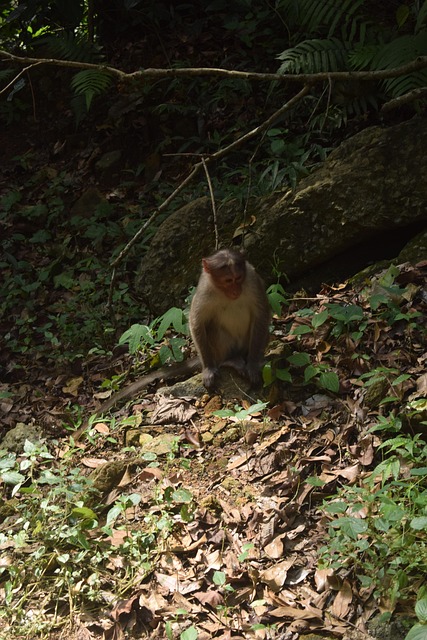 Free Monkey Forest photo and picture