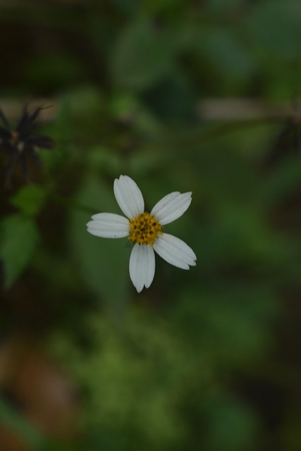 Free Mood White Flower photo and picture