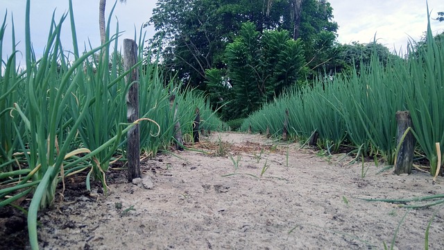 agroforestry, agriculture, sintropy, beans, corn, agro, plant, forest, reforestation, permaculture, permanent agriculture, permanent culture, nature, agroforestry, agroforestry, agroforestry, agroforestry, agroforestry, permaculture, permaculture