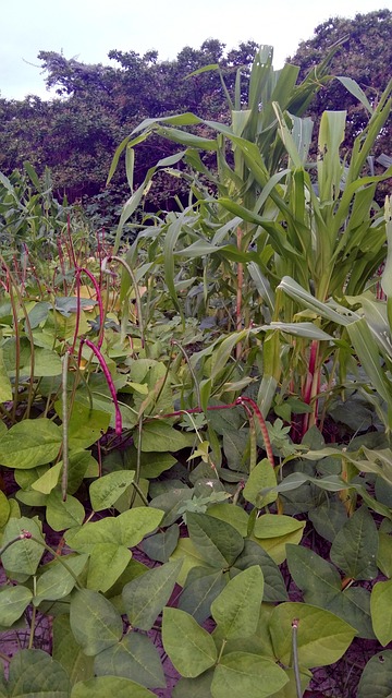 agroforestry, agriculture, syntropic, sintropy, beans, corn, agro, syntropic agriculture, ernst gotcsh, plant, forest, reforestation, permaculture, permanent agriculture, permanent culture, nature, agroforestry, agroforestry, agroforestry, agroforestry, permaculture, permaculture, permaculture, permaculture, permaculture