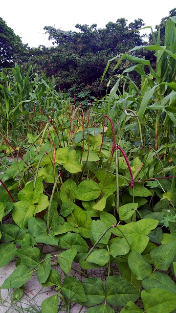agroforestry, agriculture, syntropic, sintropy, beans, corn, agro, syntropic agriculture, ernst gotcsh, plant, forest, reforestation, permaculture, permanent agriculture, permanent culture, nature, agroforestry, agroforestry, agroforestry, permaculture, permaculture, permaculture, permaculture, permaculture