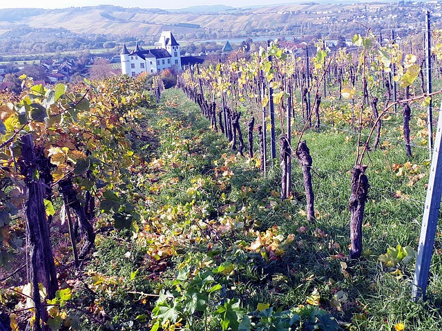 Free Mosel Whine photo and picture