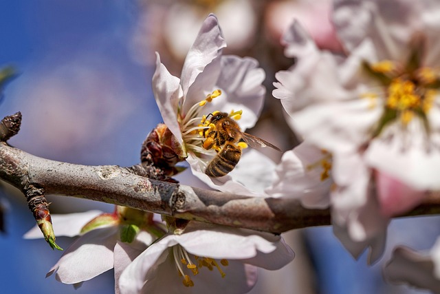Free Bee Almond photo and picture