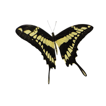 Free Butterfly Nature illustration and picture