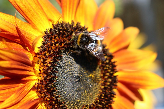 Free Bee Bumblebee photo and picture
