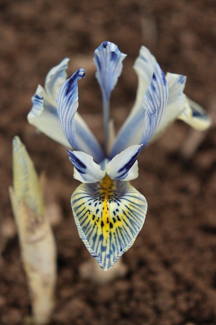 Free Iris Reticulata Katharine Hodgkin photo and picture