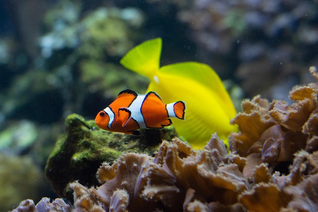 Saltwater Salt Water Fish - Free photo on Pixabay