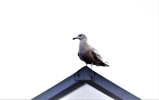 Free Bird Minimal photo and picture