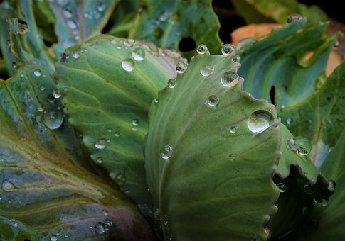 Free Cabbage Water photo and picture