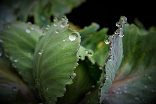Free Cabbage Water photo and picture