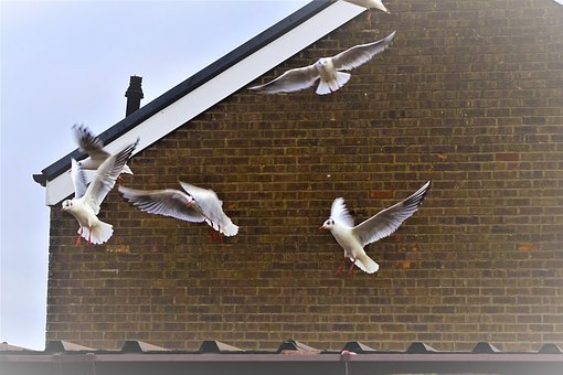 Free Flying Birds photo and picture