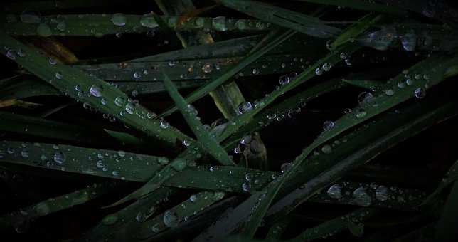 Free Water Droplets Grass photo and picture