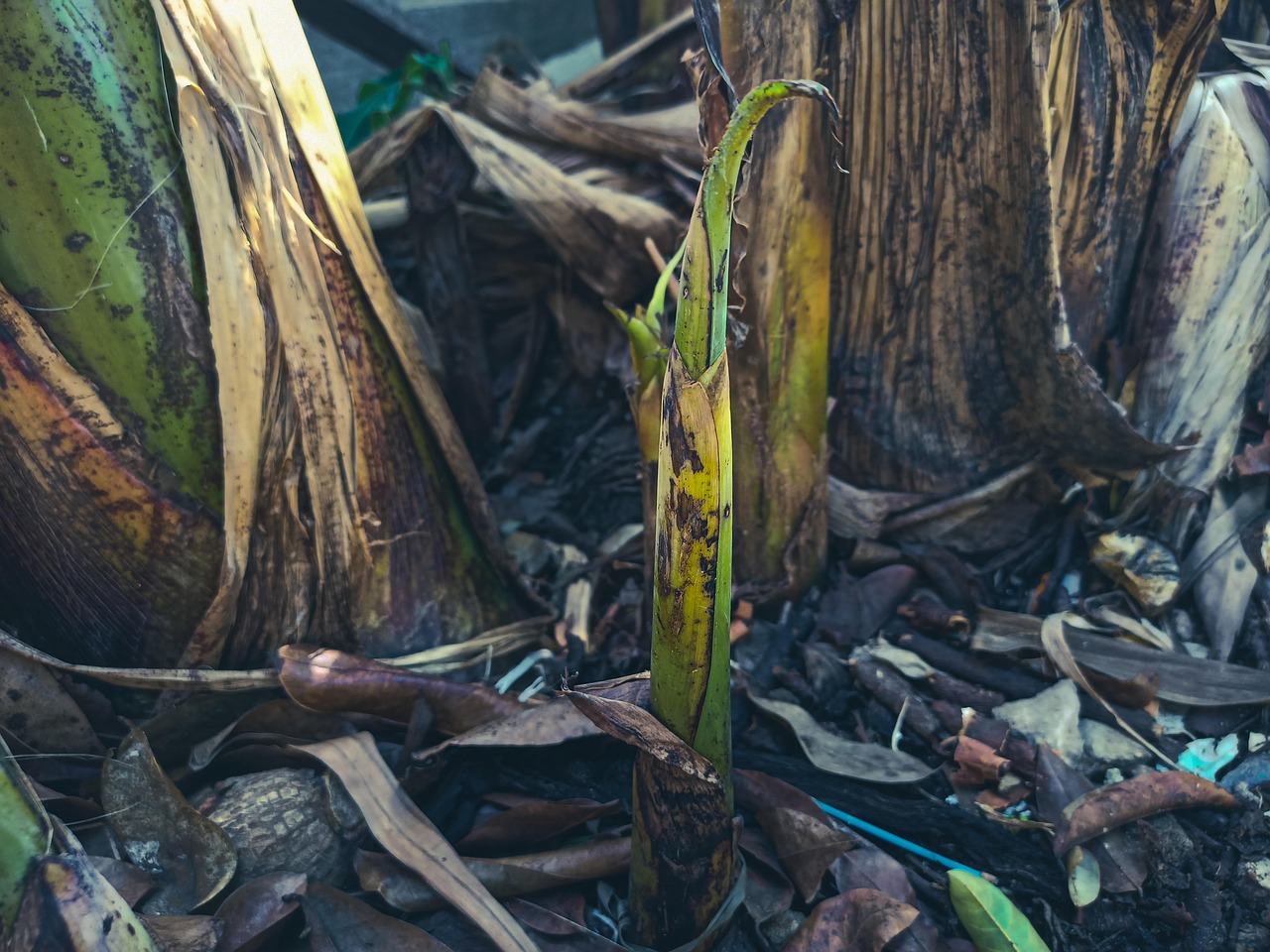 Banana Plant Free photo on Pixabay Pixabay
