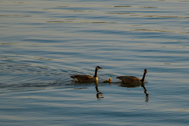 Free Geese Water photo and picture