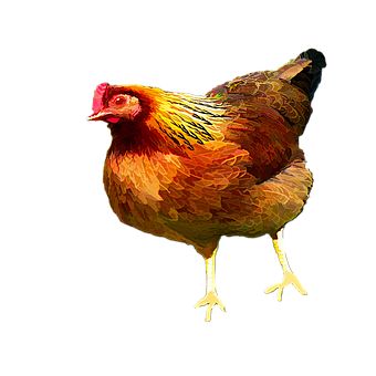 Free Chicken Rooster illustration and picture