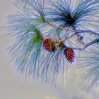 Free Branch Tree photo and picture