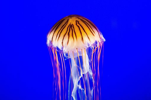 Medusa, Animal, Agua, Aquário, Oceano