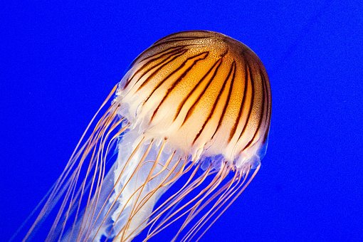 Medusa, Criatura, Aquário, Oceano