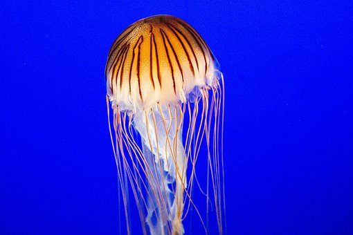 Medusa, Criatura, Aquário, Oceano