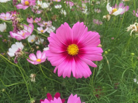 Free Pink Cosmos photo and picture