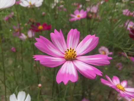 Free Pink Purple photo and picture