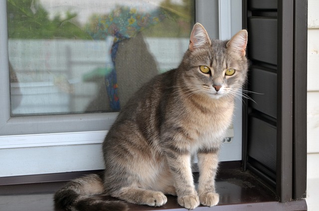 Free Cat Animals photo and picture