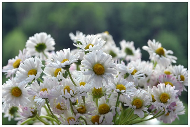 Free Daisy Flowers photo and picture