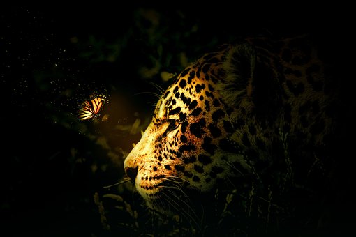 Tiger, Skov, Jungle, Natur, Grøn, Træ