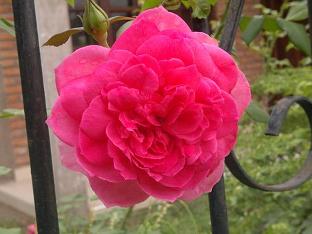 Free Rose Pink photo and picture