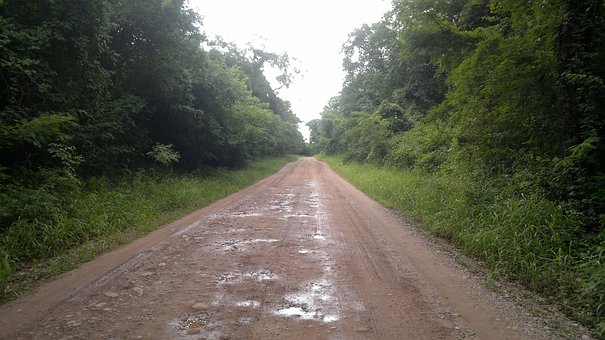 Free Nature Forest photo and picture