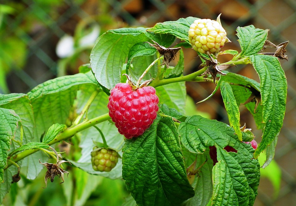 Bage Raspberry Fruit Raspberries Fruit Red - Free photo on Pixabay - Pixabay
