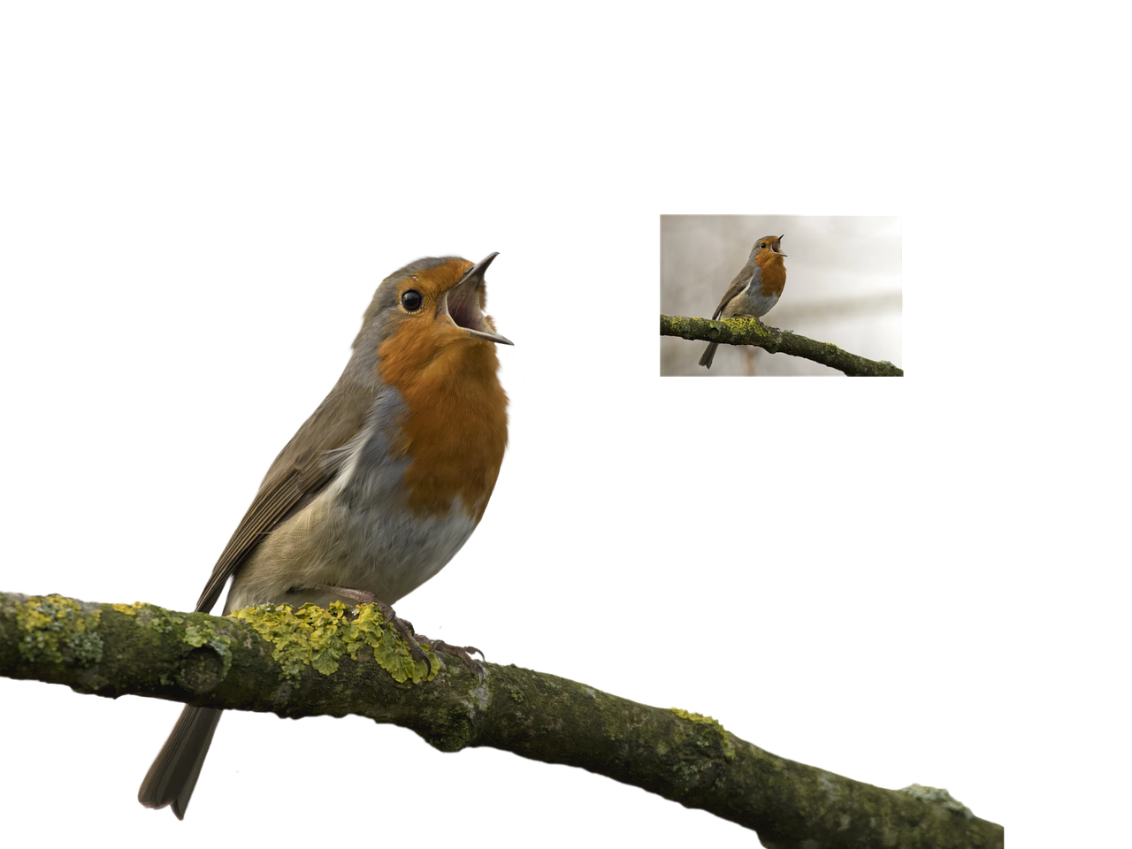 Download Robin Redbreast Songbird Wildlife RoyaltyFree Stock
