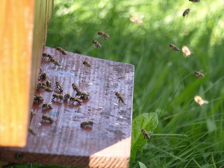 Free Bee Ul photo and picture