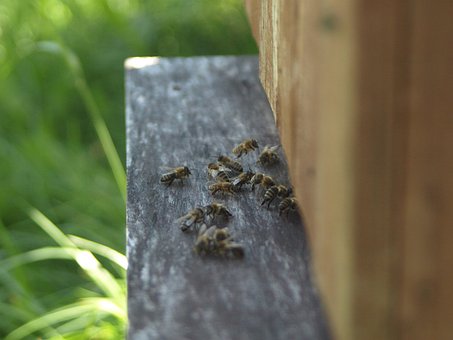 Free Ul Apiary photo and picture