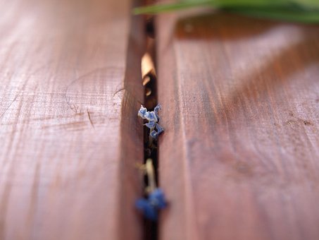 Free Macro Closeup photo and picture