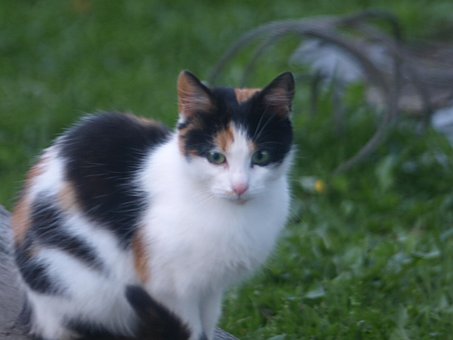 Free Cat Animal photo and picture