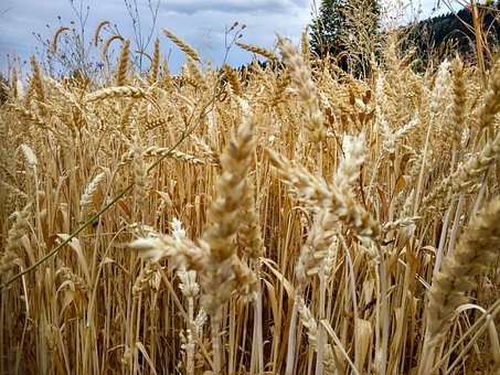 Free Cereal Harvest photo and picture