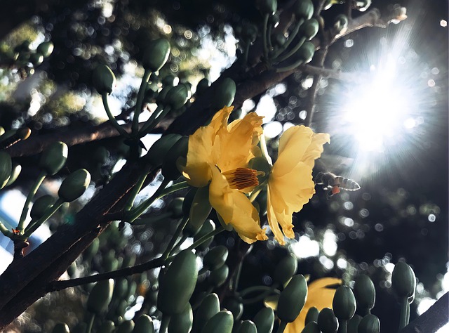 Hoa Mai, Ochna, Ochna Integerrima, Flori