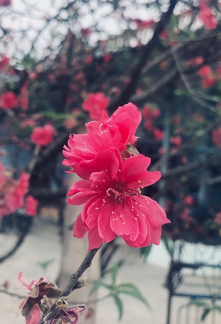 Roz, Hoa Dao, Hoa, Natura, Floare