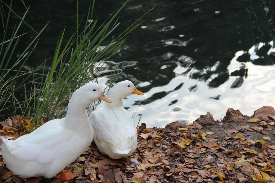 Ducks Birds River - Free photo on Pixabay - Pixabay