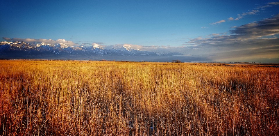 Wheat Field Montana Free Photo On Pixabay Pixabay wheat-field-montana-free-photo-on-pixabay-pixabay