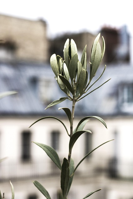 Free Paris Strand photo and picture