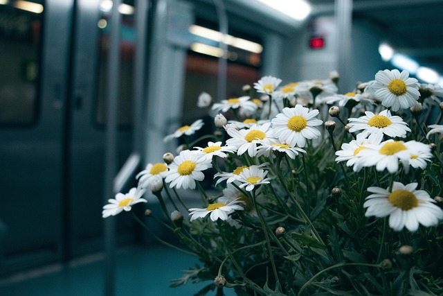 Free Flower Train photo and picture
