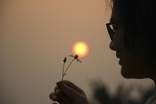 Hoa, Mờt Trời, Hoàng Hôn, Solnedgang
