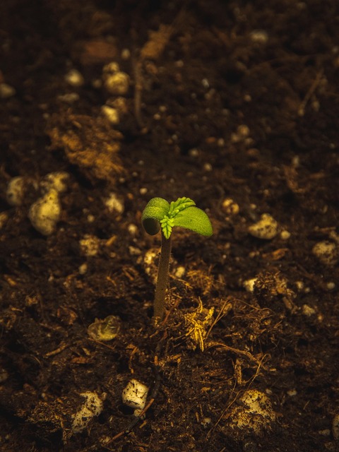 Erva Daninha, Planta, Folha, Panela