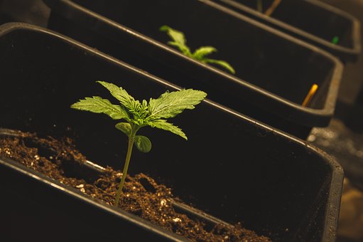 Erva Daninha, Cânhamo, Planta, Folha